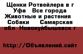 Щенки Ротвейлера в г.Уфа - Все города Животные и растения » Собаки   . Самарская обл.,Новокуйбышевск г.